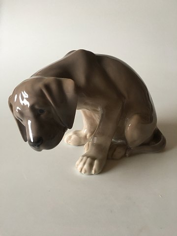 Royal Copenhagen Figurine Labrador puppy "Bob" No 318