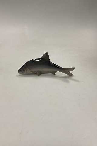Royal Copenhagen Figurine of Fish Roach No. 2494