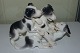 Bing & Grondahl Figurine 3 pointer puppies No 1815